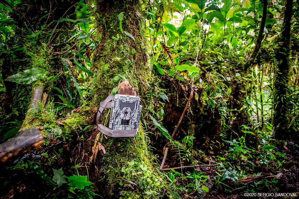 Mountain tapir camera trap