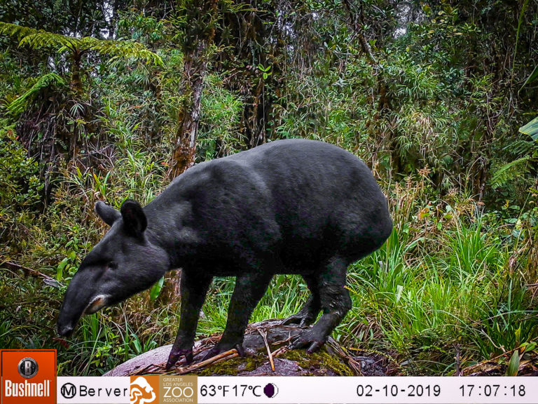 A sanctuary for the conservation of the mountain tapir - Mountain Tapir