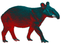Mountain Tapir Project