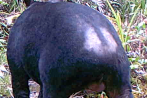 Tapir pinchaque Male