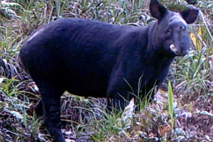 mountain tapir