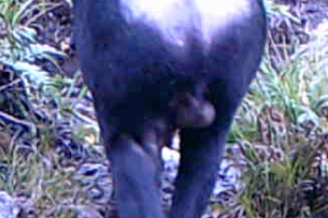 mountain tapir male