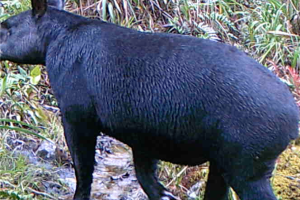 mountain tapir female