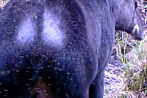 mountain tapir female